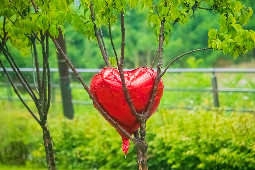 Red heart shaped balloon stuck between tree branches on a rainy day.