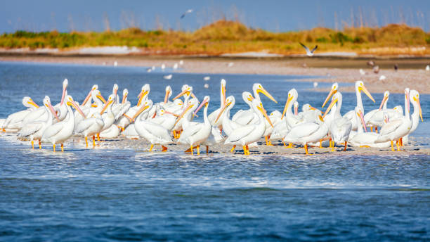 istock Pod of pelicans 2077079036