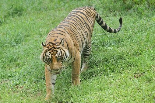 a sumatrantiger walking around in the grass