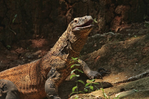 a Komodo dragon basking in the field