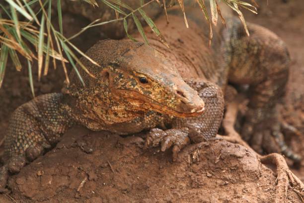 The  lizard a salvator lizard crawling in the thicket giant bearded dragon stock pictures, royalty-free photos & images