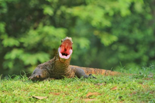 The big lizard a Komodo dragon yawned in the bush giant bearded dragon stock pictures, royalty-free photos & images