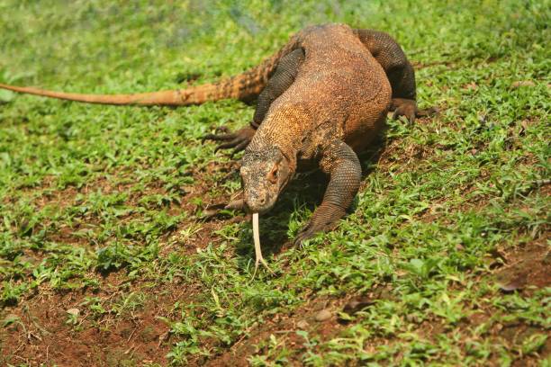 The big lizard a Komodo dragon walking around in the bush giant bearded dragon stock pictures, royalty-free photos & images