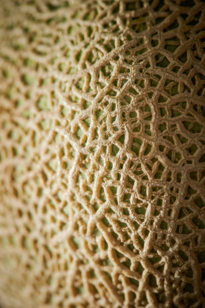 istock close up of a melon 2077130801