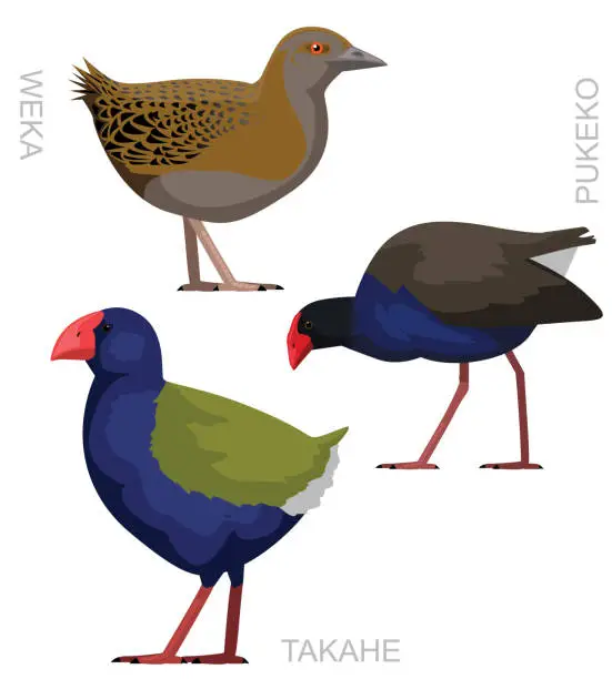 Vector illustration of Bird New Zealand Swamphen Pukeko Weka Takahe Vector