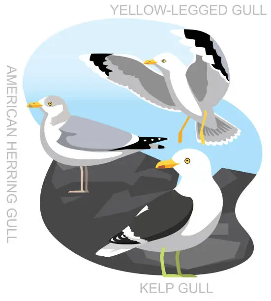 Vector illustration of Bird Gull Seagull Kelp Herring Set Cartoon Vector