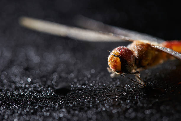 Red dragonfly close-up on black background