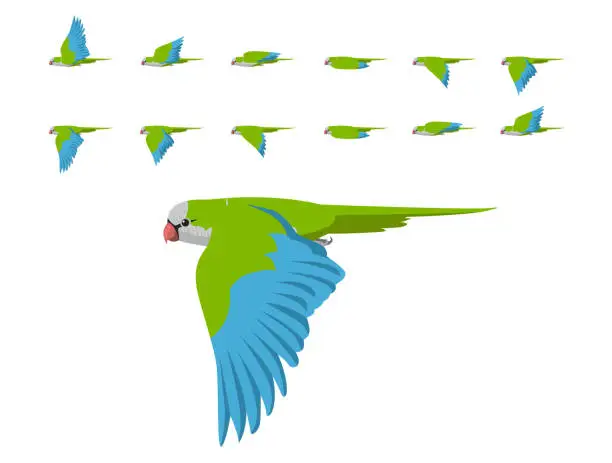 Vector illustration of Bird Parrot Monk Parakeet Flying Animation Sequence Cartoon Vector