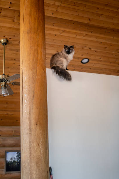 istock Cat Up on Wall Indoor Cabin Wall Sitting Above Decorative Shelf Near Ceiling 2077180413