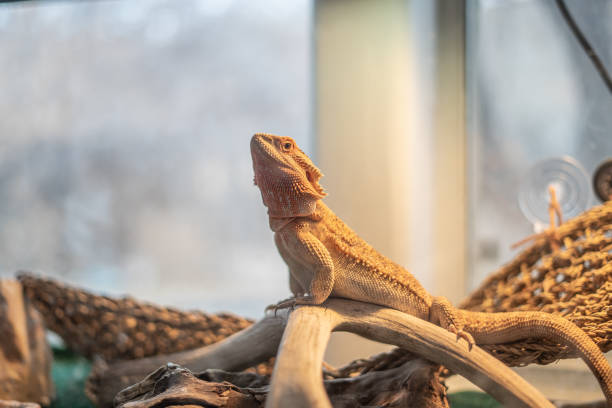 Pet Bearded Dragon in his Tank