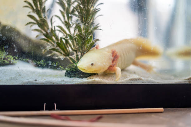 istock Cute Tank Axolotl on Office Desk Playing Smiling Adorable Pets 2077180497