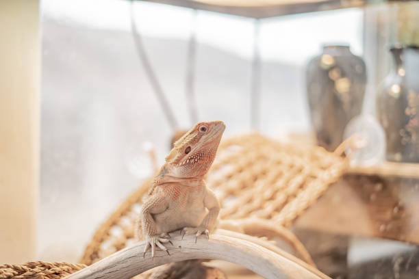 istock Reptile Tank in the Reptile Room 2077180498