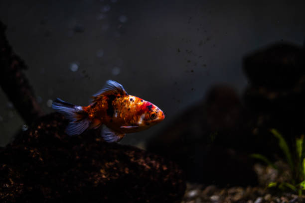 istock White and Black Spotted Fish in Dark Moody Tank 2077180522