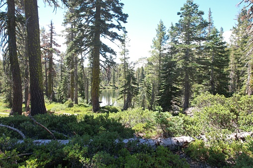 Aerial view of Little bear lake at Eureka Plumas Forest, Lake Basin, California