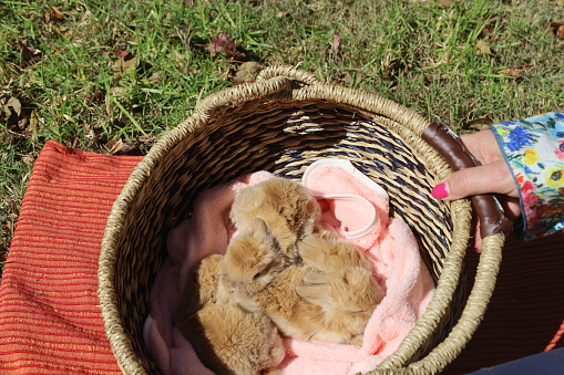 We are having cup of bunnies