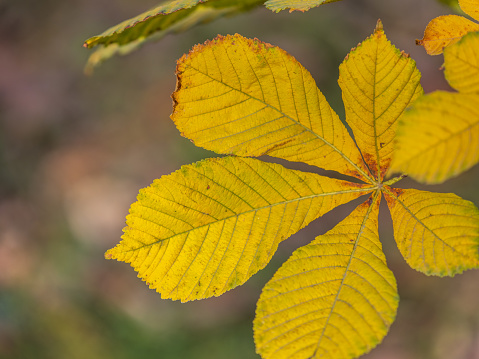 Yellow Horse chestnut leaves in autumn. Horse Chestnut autumn background