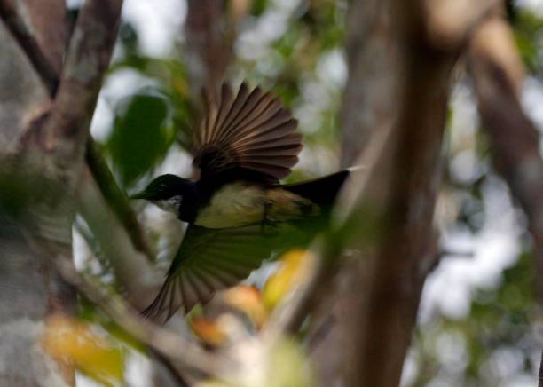 istock Malaysian pied fantail 2077197064