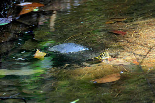 The Amboina box turtle or Southeast Asian box turtle (Cuora amboinensis) in  Bintan island, indonesia.