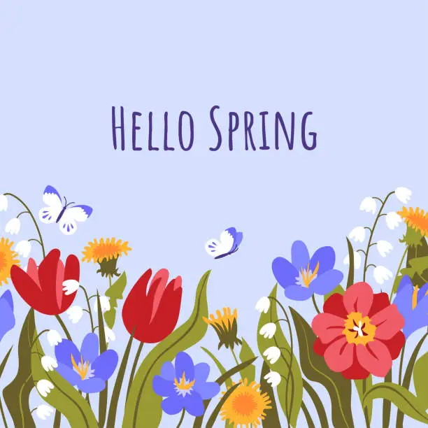 Vector illustration of Hello spring greeting card with colorful blooming spring flowers and leaves: tulips, lily of the valley, dandelion, crocus.