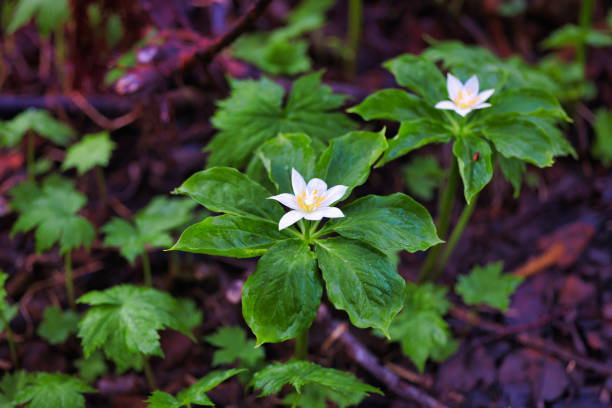 Great white trillium taken while in a Wisconsin forest in May.