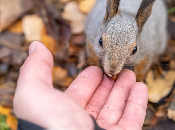 istock A squirrel in the autumn eats nuts from a human hand. Eurasian red squirrel, Sciurus vulgaris 2077219837