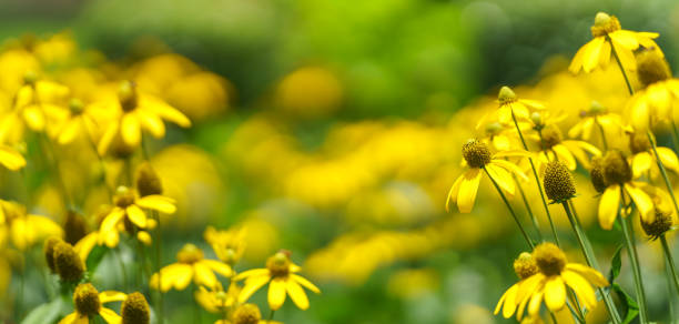 istock Closeup of yellow flower under sunlight with copy space using as background natural plants landscape, ecology wallpaper cover page concept. 2077221999
