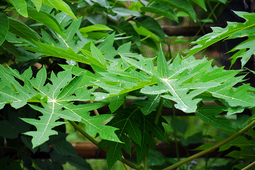 Papaya leaves contain alkaloids and flavonoids with potential as antioxidants and anti-inflammatories