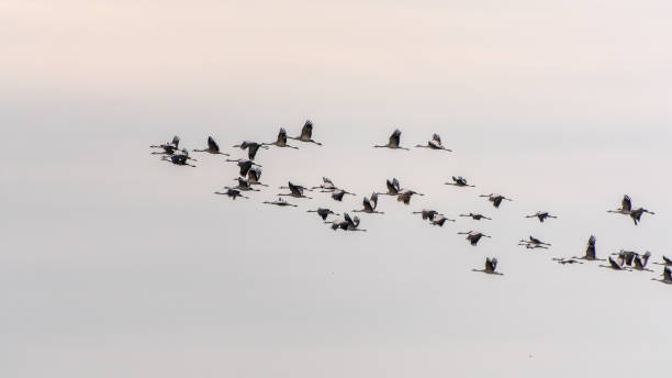 istock Flying cranes flock against blue sky 2077223089