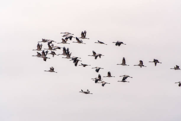 Flying cranes flock against blue sky