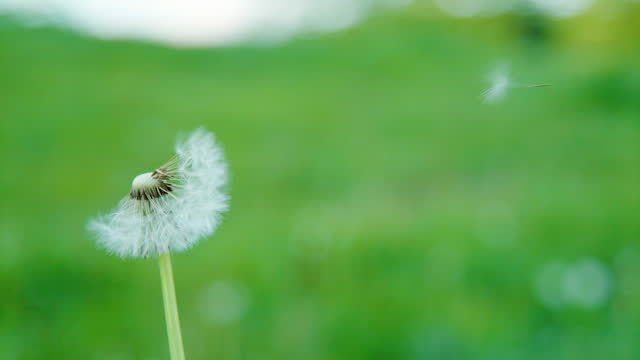 CLOSE UP: A dandelion is losing seeds to wind, set against green background.