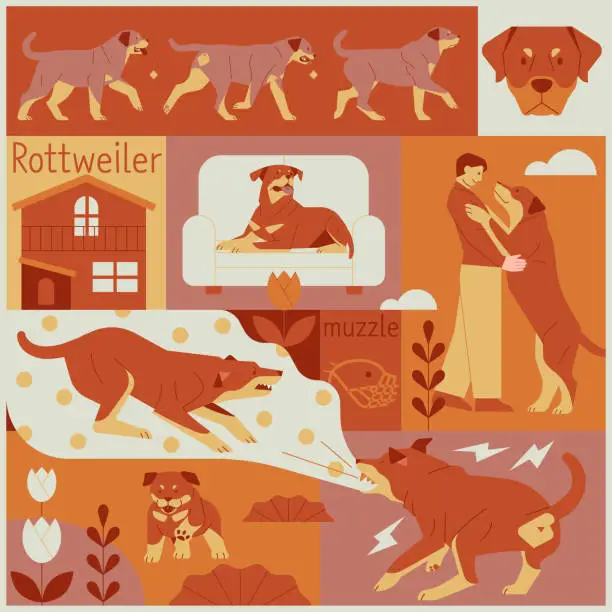 Vector illustration of Rottweiler
