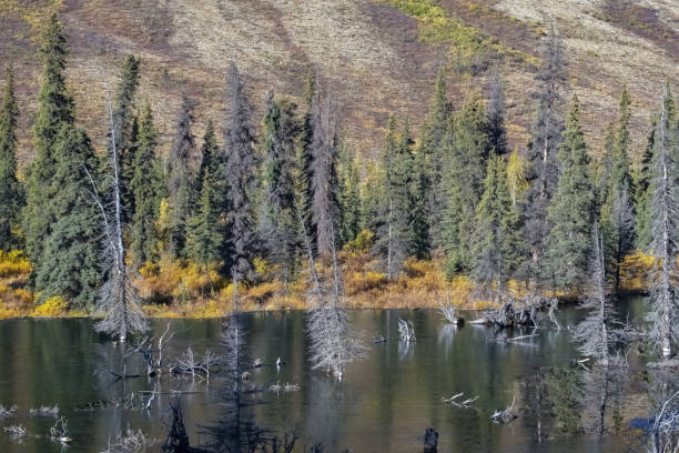 yukon in canada, wild landscape in autumn - indiana summer lake tree fotografías e imágenes de stock