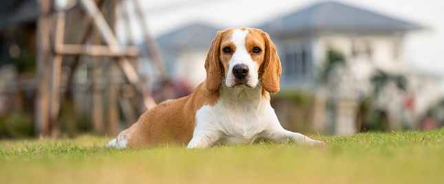 Baby Beagle on white