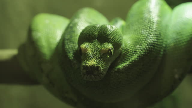 Close up Green tree python hanging on tree branch.
