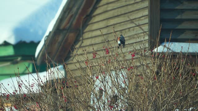 Winter birds hang out on a tree, slow motion