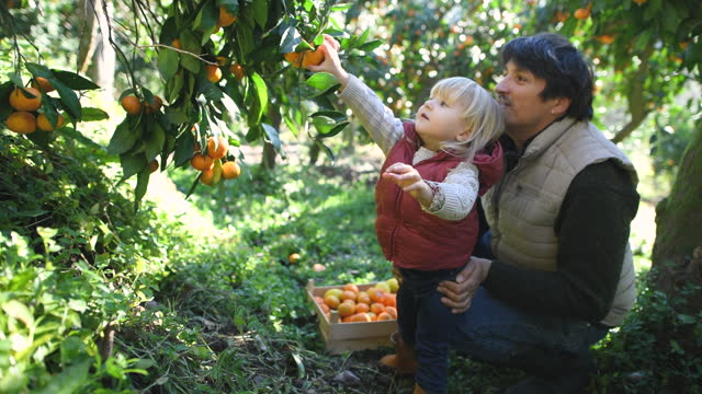Family picking tangerines in a garden in autumn