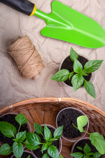 istock Spring Seedlings Sprouting In Tray and garden tools on paper, garden work concept. 2077313194