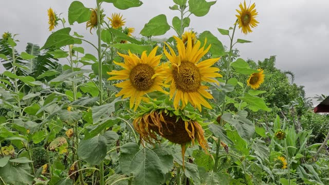 Sunflowers Swaying in Breezy Field