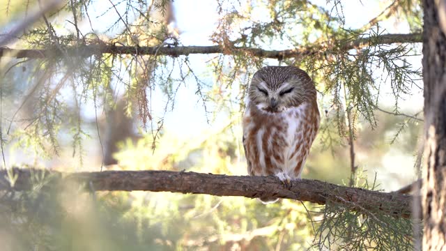 A northern saw whet owl opens its eyes slightly while resting in a tree.