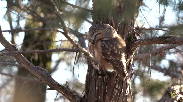 A northern saw whet owl resting against the trunk of a pine tree in the late afternoon.