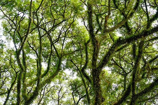 Low angle shot of Crown shyness trees pattern. Tropical Forest. Beautiful green tree.