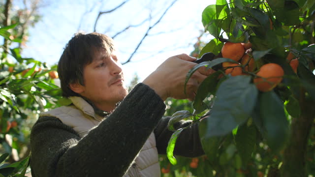 Man picking tangerines in a garden in autumn