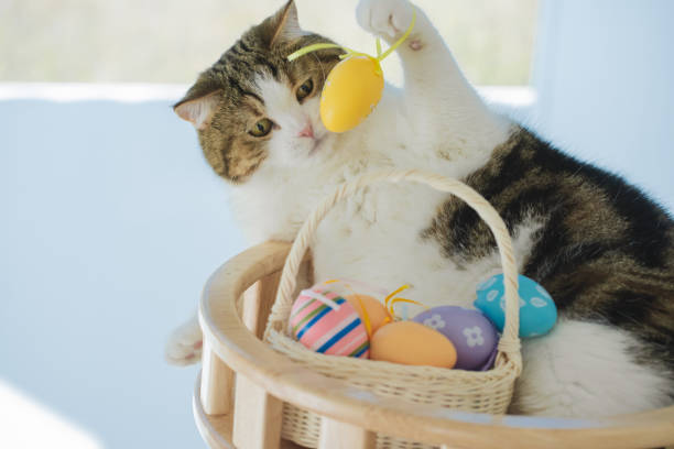 istock easter holiday concept with scottish cat play colorful egg put in basket and put on table 2077365400