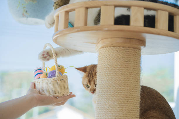 istock easter holiday concept with scottish cat play colorful egg put in basket and put on table 2077365404