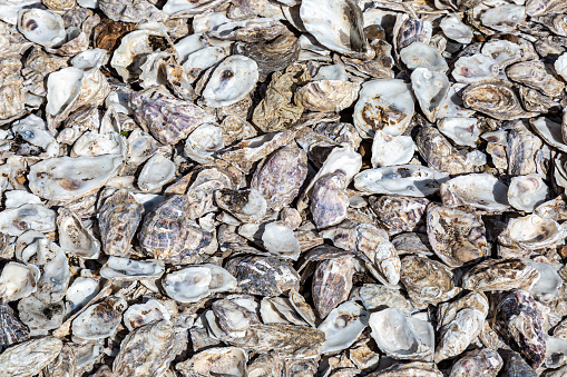 Looking down at an abundance of oyster shells on a sunny day