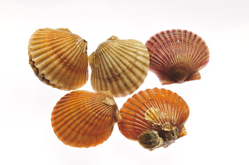 Scallops are isolated on a white background