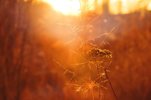 Nature sunset scene. Ethereal fairy summer or autumn nature, fluffy flowers. Soft blurred sunlight, atmospheric mood, beauty in forest nature. Sunlight