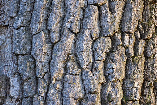 ash bark texture, real background ready for your design