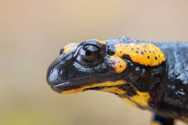 The smooth newt, European newt, northern smooth newt or common newt (Lissotriton vulgaris) is a species of newt. It is widespread in Europe and parts of Asia, and has been introduced into Australia. Individuals are brown with a spotted underside that ranges in colour from orange to white. They reach an average length of 8–11 cm; males are larger than females. The newts' skins are dry and velvety when they are living on land, but become smooth when they migrate into the water to breed. Males develop a more vivid colour pattern and a conspicuous skin seam (crest) on their back when breeding.This is a common Species in the Netherlands.