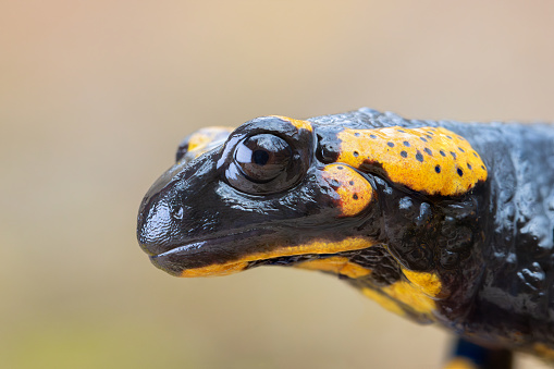 macro portrait of a beautiful fire salamander (Salamandra salamandra)
